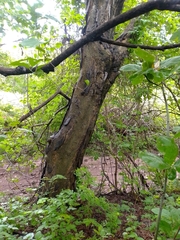 Lysiloma divaricatum