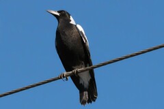 Gymnorhina tibicen