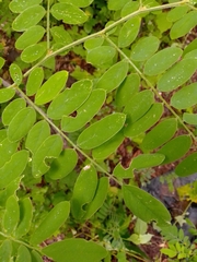 Lysiloma divaricatum