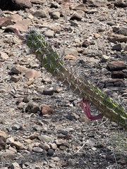 Stenocereus gummosus