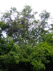 Lysiloma divaricatum