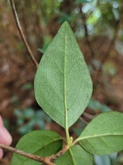 Rhododendron breviperulatum
