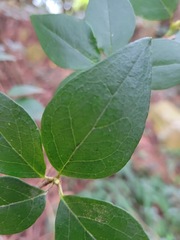 Rhododendron breviperulatum