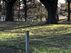 Turdus merula merula