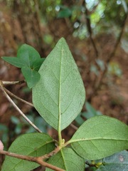 Rhododendron breviperulatum