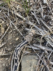 Pituophis catenifer deserticola
