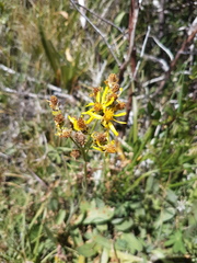 Senecio integerrimus