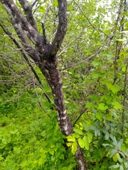 Havardia acatlensis