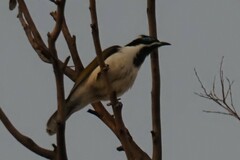 Entomyzon cyanotis