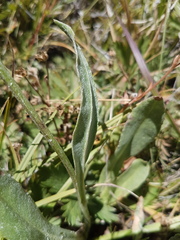 Senecio integerrimus