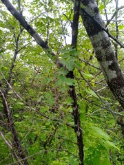 Havardia acatlensis