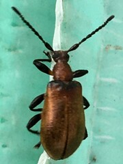 Ecnolagria rufescens