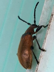 Ecnolagria rufescens