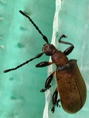 Ecnolagria rufescens