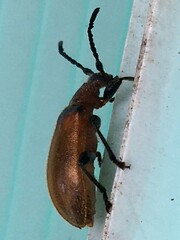 Ecnolagria rufescens