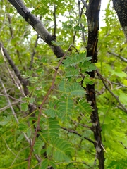 Havardia acatlensis