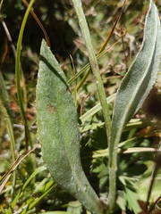 Senecio integerrimus