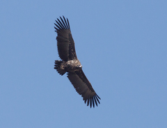 Aegypius monachus