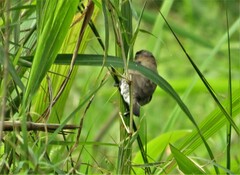 Spermestes cucullata scutata