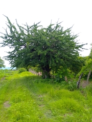 Crescentia alata