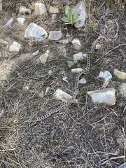 Pituophis catenifer deserticola