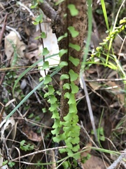 Lindsaea linearis
