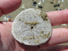 Dendraster excentricus