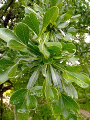 Crescentia alata