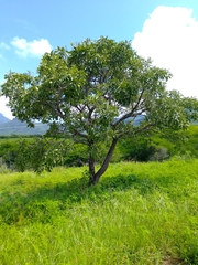 Cordia sonorae