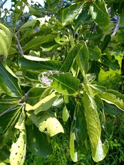 Cordia sonorae