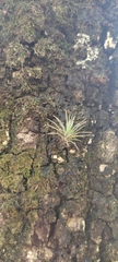 Tillandsia ionantha