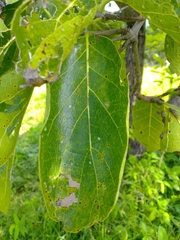 Cordia sonorae