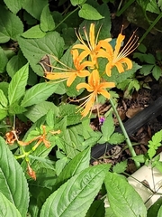 Lycoris aurea