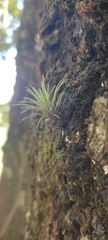 Tillandsia ionantha