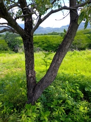 Cordia sonorae
