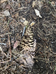 Pinus flexilis