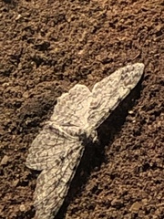 Iridopsis defectaria