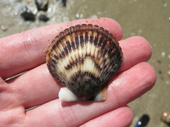 Argopecten ventricosus