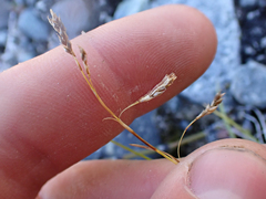 Carex capillaris