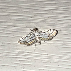 Parapoynx badiusalis