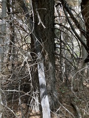 Pinus flexilis