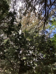 Pinus flexilis