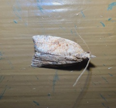 Argyrotaenia franciscana