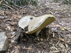 Boletus barrowsii