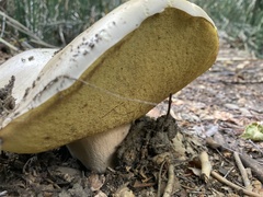 Boletus barrowsii