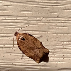 Choristoneura rosaceana