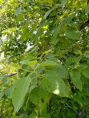 Cordia elaeagnoides