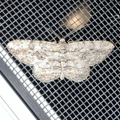 Anavitrinella pampinaria