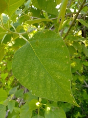 Cordia elaeagnoides
