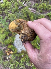 Pycnoporellus alboluteus